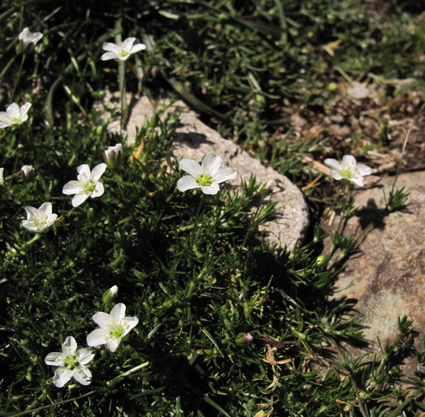Sagina pilifera